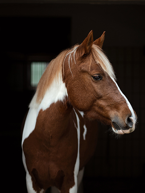 Indio Schulpferd des RFS Sieversen Indio Schulpferd des RFS Sieversen